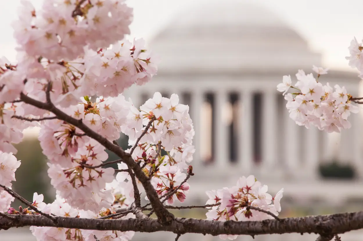 Cherry blossoms in bloom with the Jefferson Memorial softly blurred in the background, capturing spring's beauty in Washington, D.C.